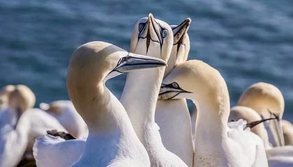 女生可脱身服全去掉的游戏手游