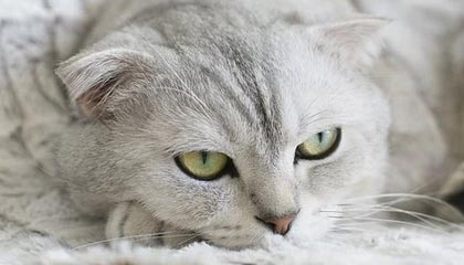 palipali轻量版永久网页入口，palipali轻量版登录官网