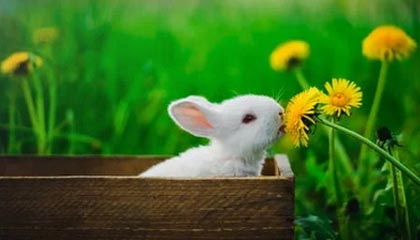 17C一起草，17c一起槽加载成功